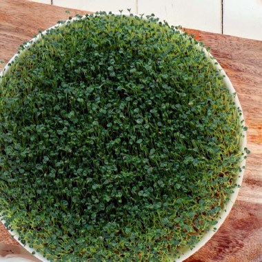 Chia-Micro Greens